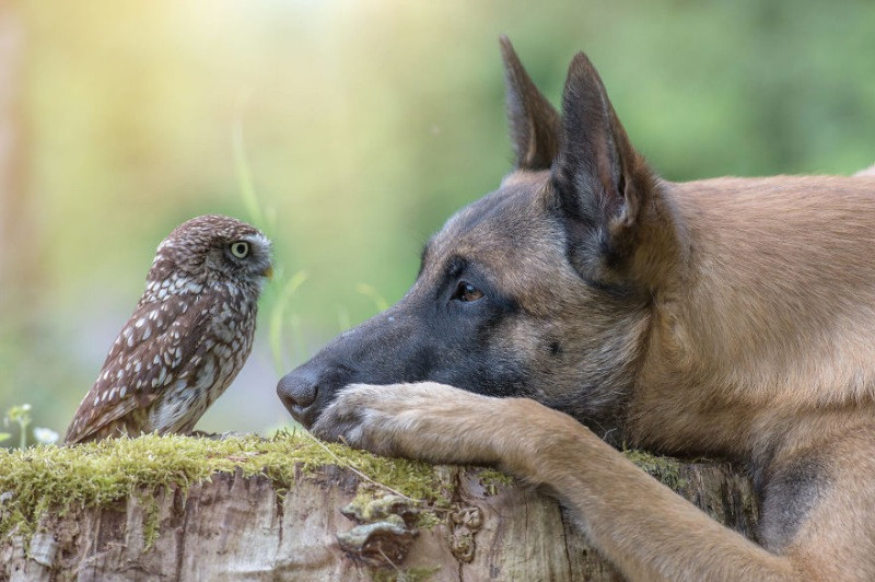 İngo isimli köpek ve can dostu Poldi - Resim: 22