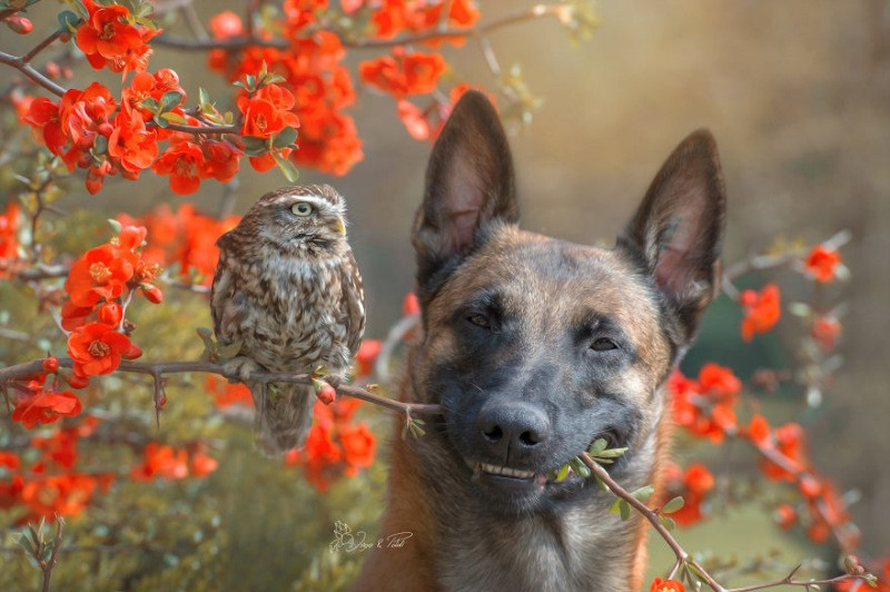 İngo isimli köpek ve can dostu Poldi - Resim: 20