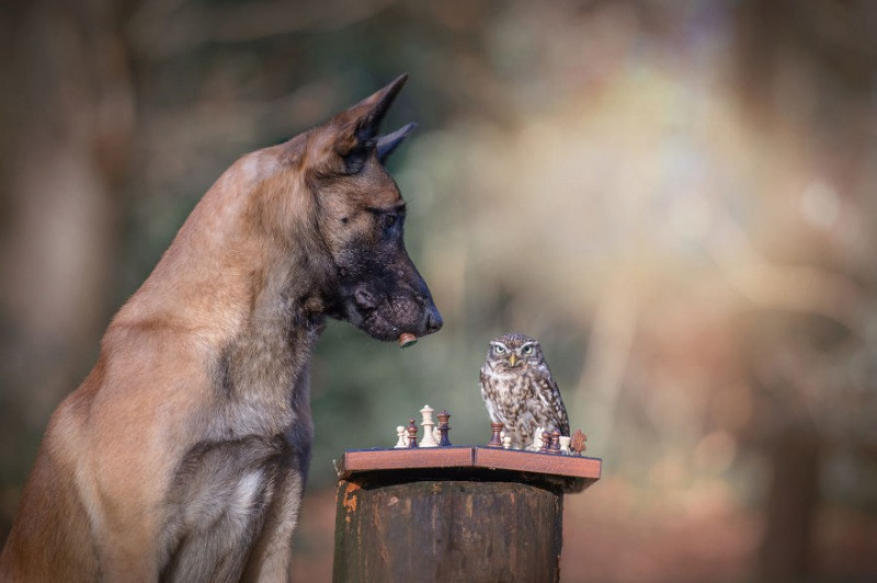 İngo isimli köpek ve can dostu Poldi - Resim: 7