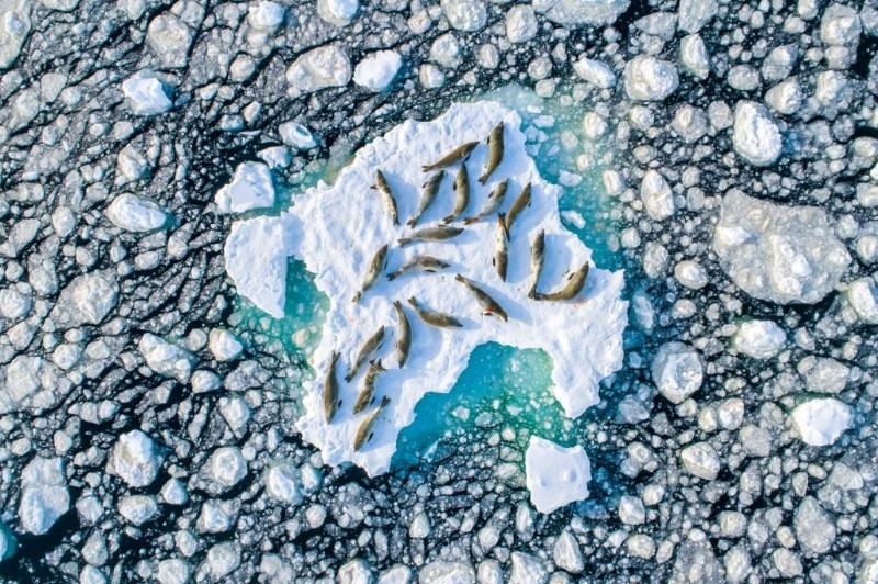 Nature TTL düzenlediği '2020 Yılının Fotoğrafçısı’ yarışmasını 'Yengeç Yiyen Foklar' kazandı - Resim: 1