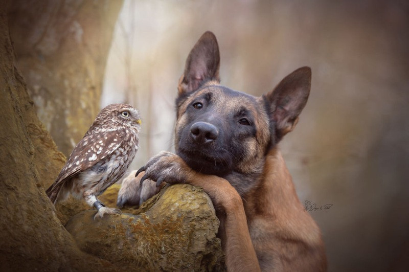 İngo isimli köpek ve can dostu Poldi - Resim: 13