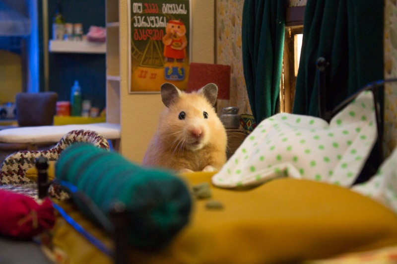 Hamster dünyasına hoş geldiniz - Resim: 1