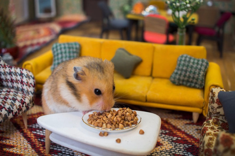 Hamster dünyasına hoş geldiniz - Resim: 8