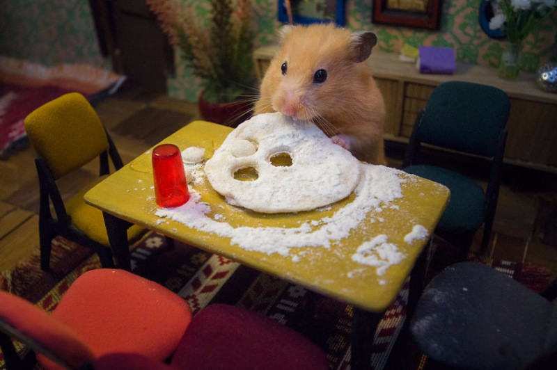 Hamster dünyasına hoş geldiniz - Resim: 3