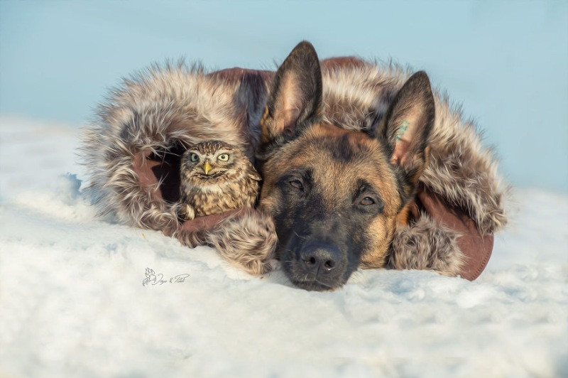 İngo isimli köpek ve can dostu Poldi - Resim: 17