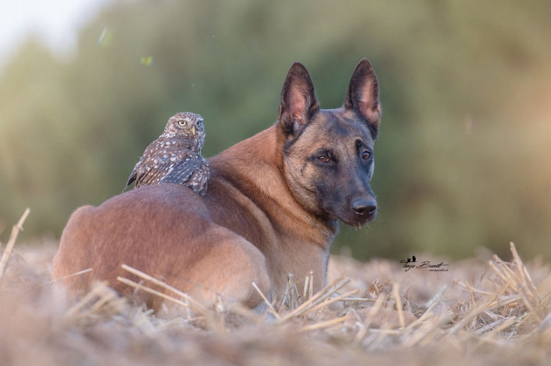 İngo isimli köpek ve can dostu Poldi - Resim: 16