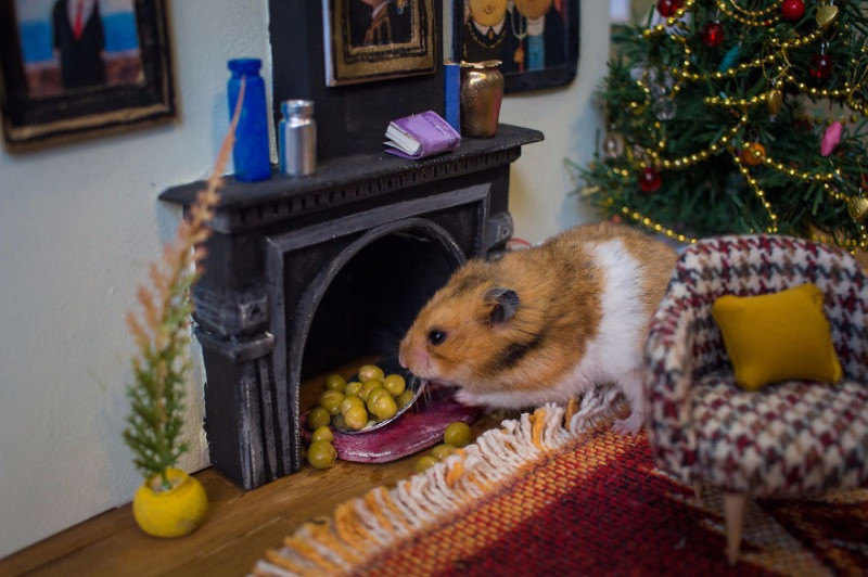 Hamster dünyasına hoş geldiniz - Resim: 5