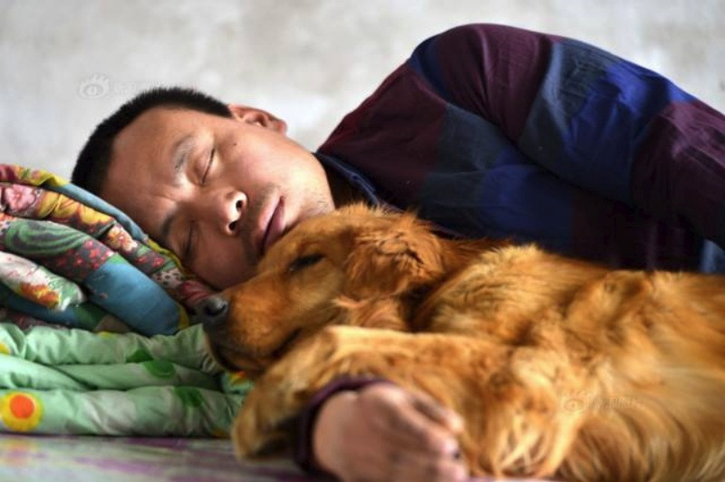 Çinli milyoner sokak köpeklerini kurtarıyor - Resim: 7