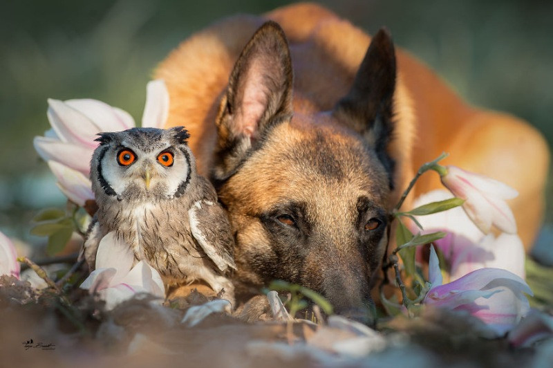 İngo isimli köpek ve can dostu Poldi - Resim: 21
