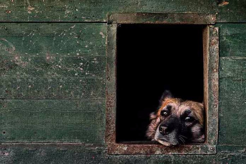 Yılın köpek fotoğrafçılığı yarışması sonuçlandı - Resim: 8