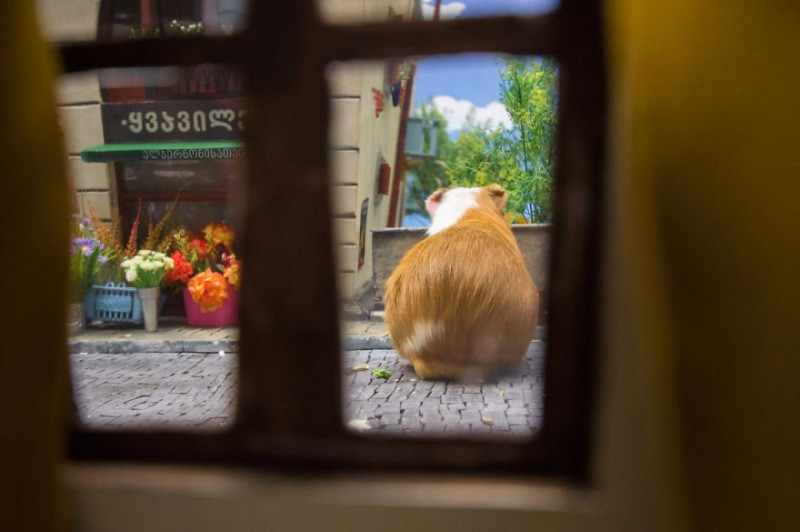 Hamster dünyasına hoş geldiniz - Resim: 12