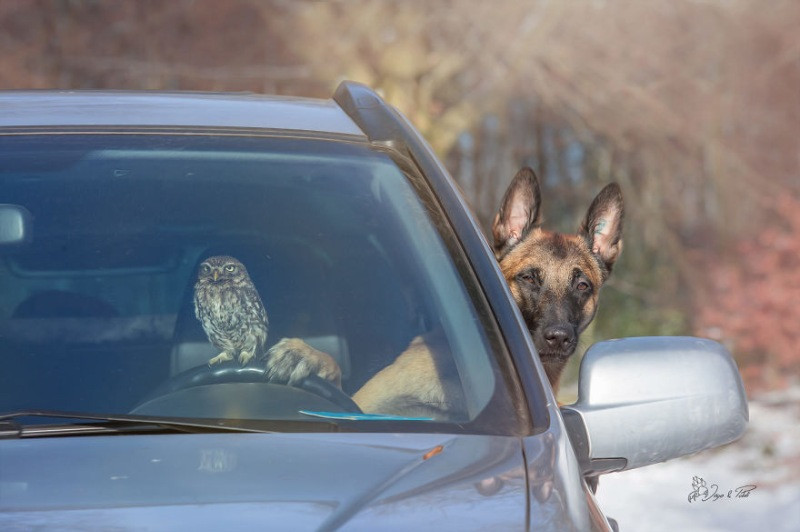 İngo isimli köpek ve can dostu Poldi - Resim: 9