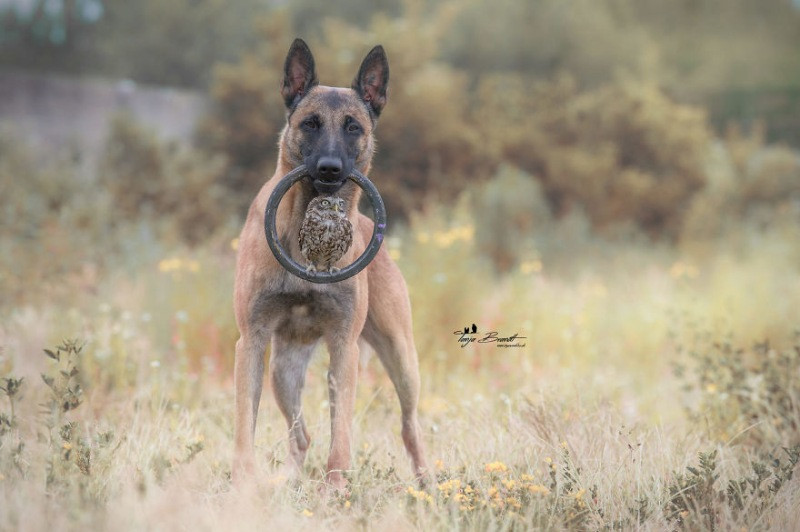 İngo isimli köpek ve can dostu Poldi - Resim: 14
