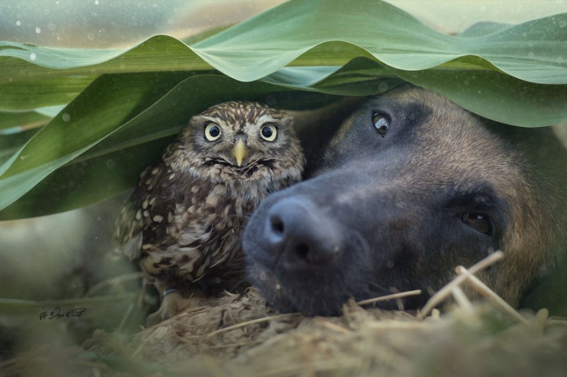 İngo isimli köpek ve can dostu Poldi - Resim: 18