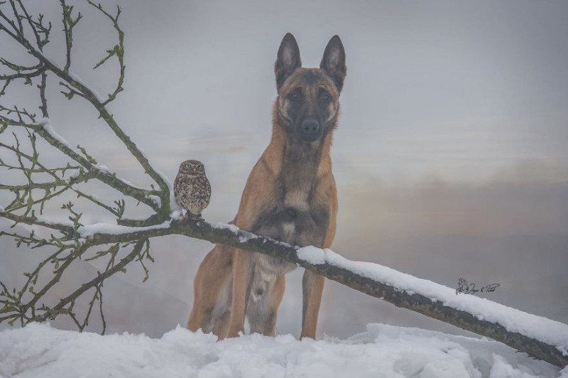 İngo isimli köpek ve can dostu Poldi - Resim: 4