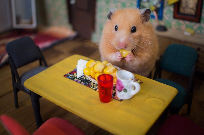 Hamster dünyasına hoş geldiniz - Resim: 7