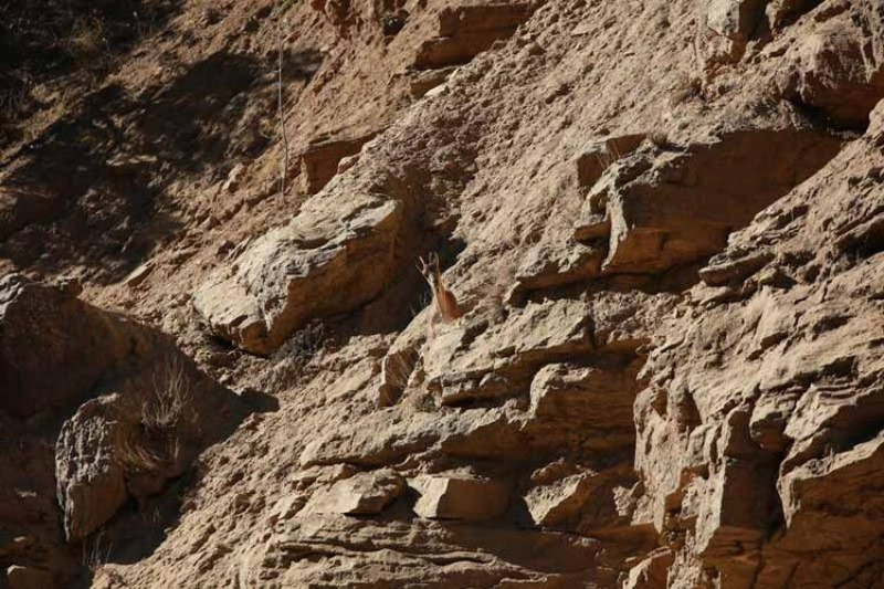 Milli parktaki yaban hayvanları, araçlar ve piknikçiler nedeniyle suya ulaşamıyor - Resim: 6