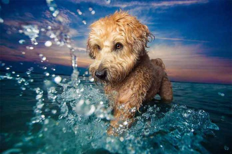 Yılın köpek fotoğrafçılığı yarışması sonuçlandı - Resim: 4