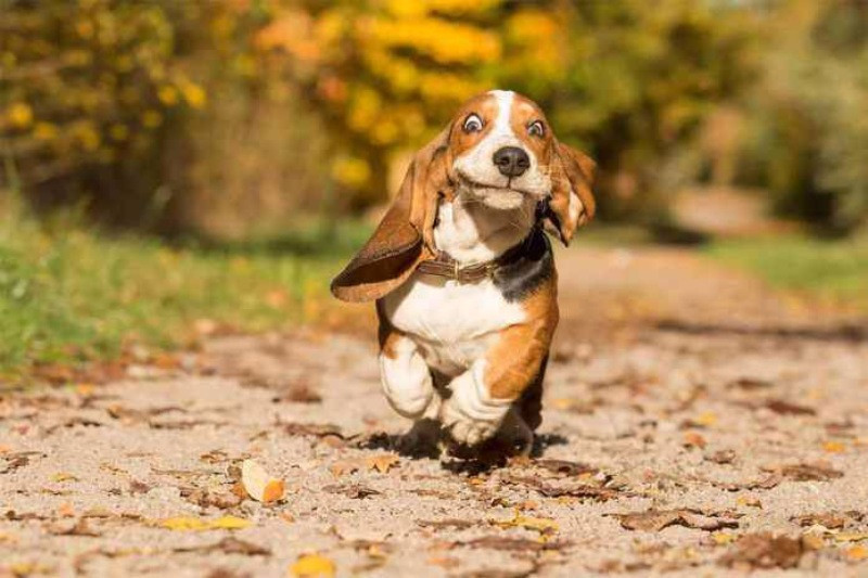 Yılın köpek fotoğrafçılığı yarışması sonuçlandı - Resim: 17