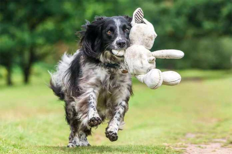 Yılın köpek fotoğrafçılığı yarışması sonuçlandı - Resim: 15