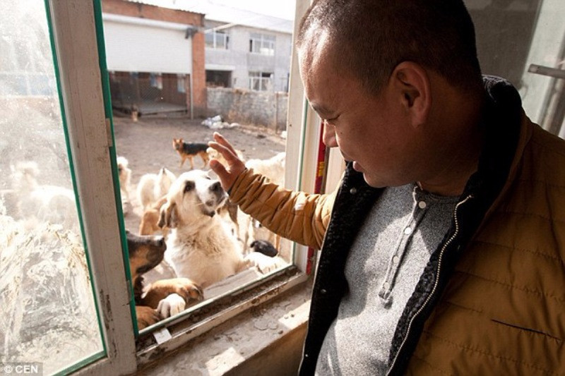 Çinli milyoner sokak köpeklerini kurtarıyor - Resim: 1