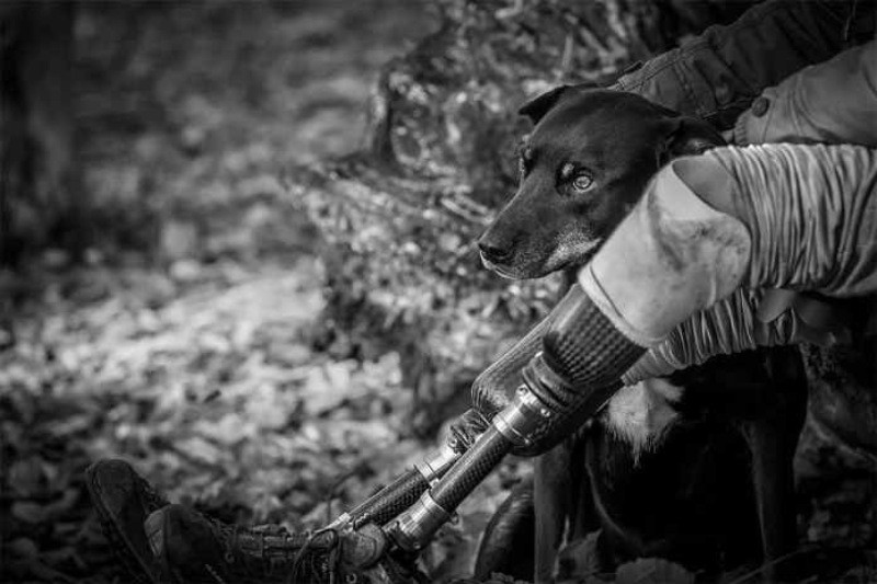 Yılın köpek fotoğrafçılığı yarışması sonuçlandı - Resim: 9