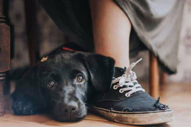 Yılın köpek fotoğrafçılığı yarışması sonuçlandı - Resim: 1