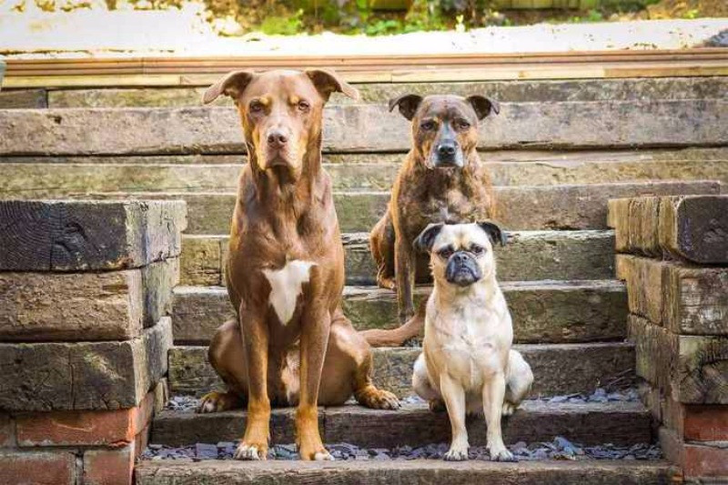 Yılın köpek fotoğrafçılığı yarışması sonuçlandı - Resim: 16