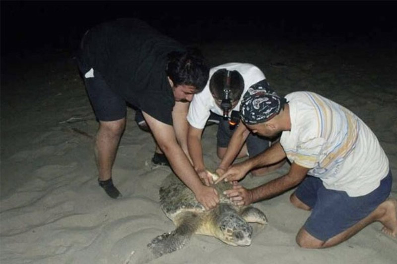 Patara Plajı'nda 86 caretta caretta yuva yaptı - Resim: 2
