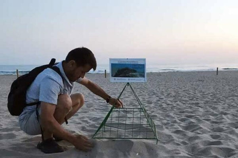 Patara Plajı'nda 86 caretta caretta yuva yaptı - Resim: 3