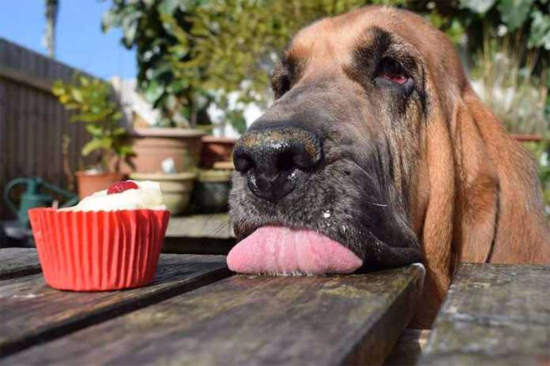 Yılın köpek fotoğrafçılığı yarışması sonuçlandı - Resim: 7