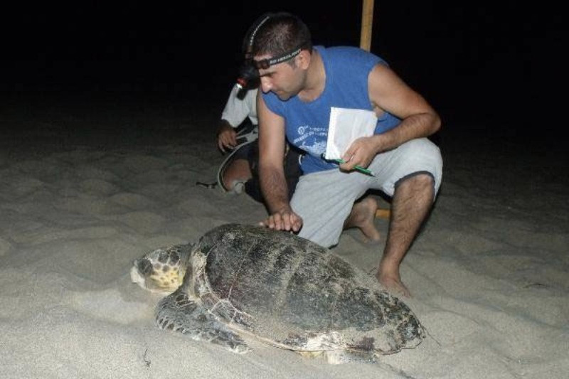 Patara Plajı'nda 86 caretta caretta yuva yaptı - Resim: 1