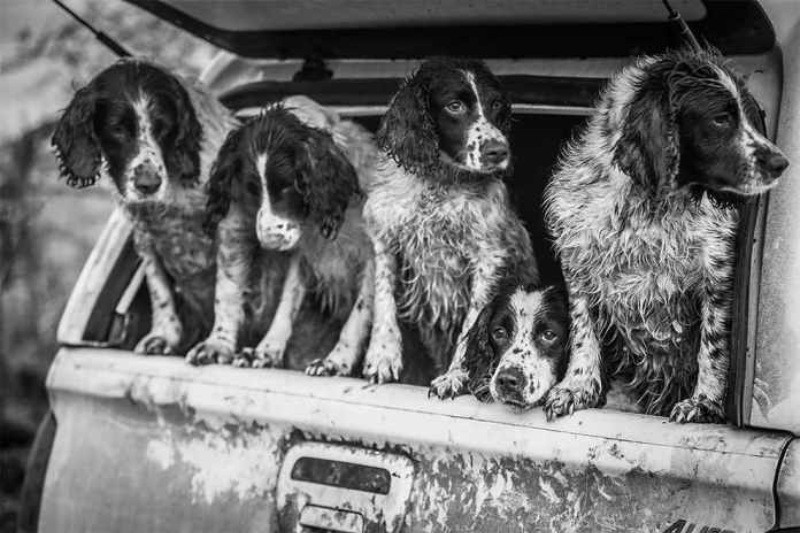 Yılın köpek fotoğrafçılığı yarışması sonuçlandı - Resim: 14