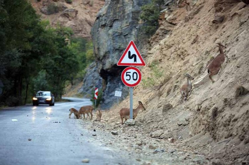 Milli parktaki yaban hayvanları, araçlar ve piknikçiler nedeniyle suya ulaşamıyor - Resim: 1