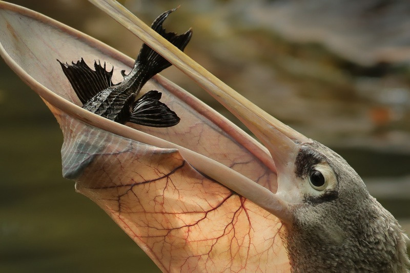 Nature TTL düzenlediği '2020 Yılının Fotoğrafçısı’ yarışmasını 'Yengeç Yiyen Foklar' kazandı - Resim: 3