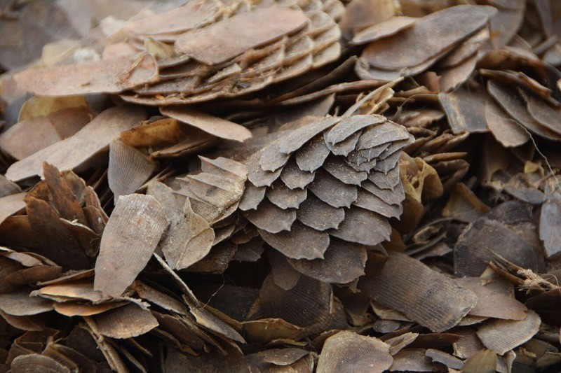 En çok yasa dışı ticareti yapılan hayvan: Pangolin - Resim: 11