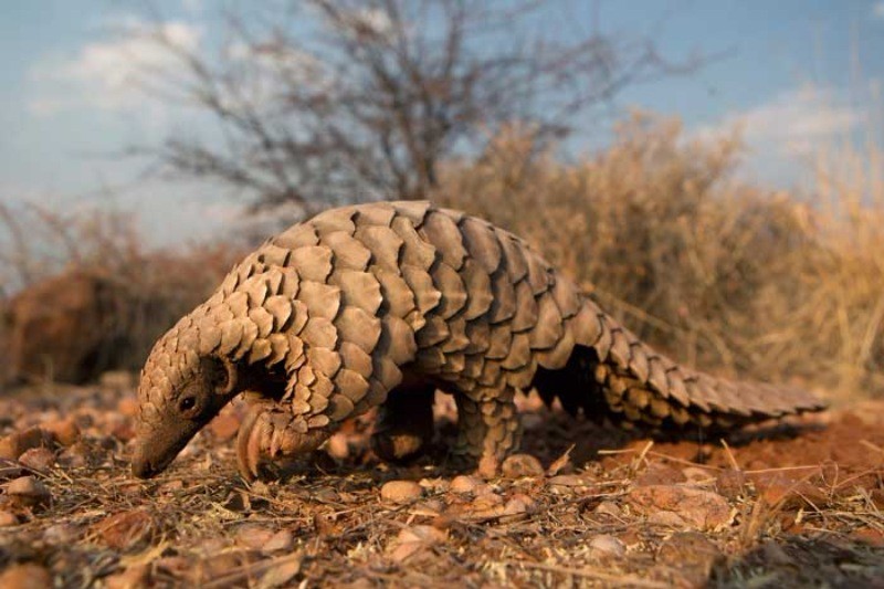 En çok yasa dışı ticareti yapılan hayvan: Pangolin - Resim: 2