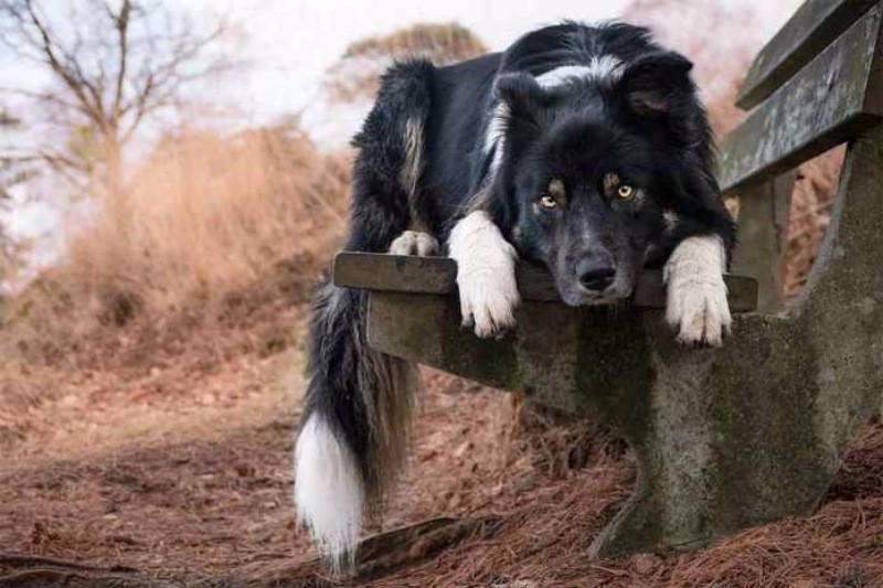 Yılın köpek fotoğrafçılığı yarışması sonuçlandı - Resim: 12