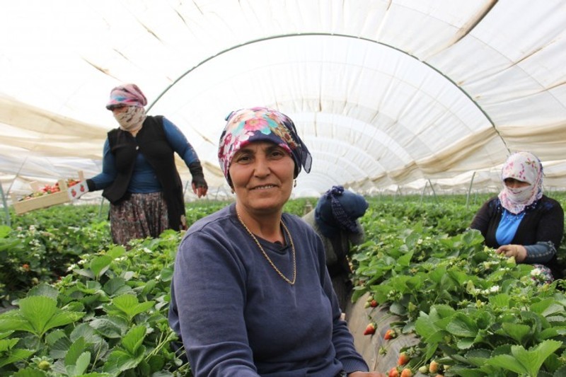 Çilek tarlasındaki kadınlar: 1 litre su 5 TL, bir ekmek 2 TL, 70 TL yevmiye neye yetiyor? - Resim : 1