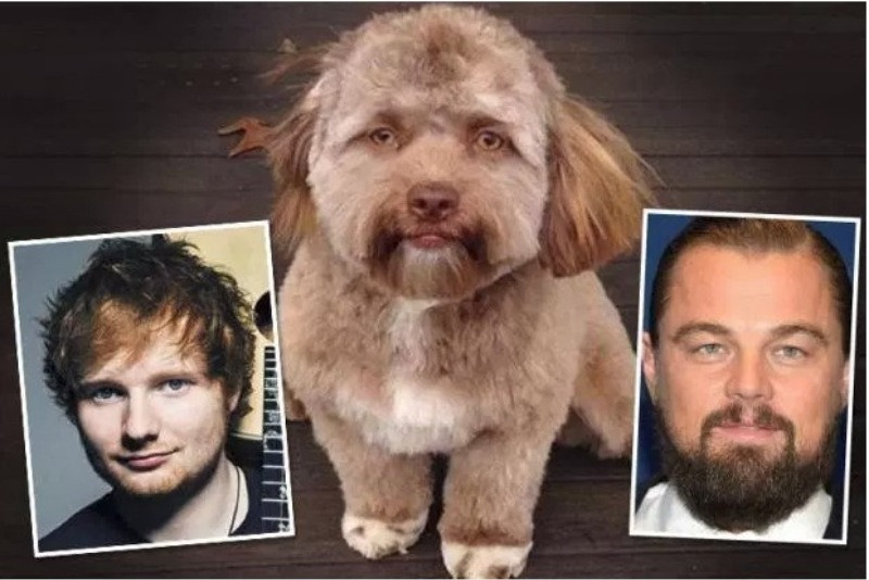 İnternetin yeni fenomeni: İnsan yüzlü köpek - Resim: 2
