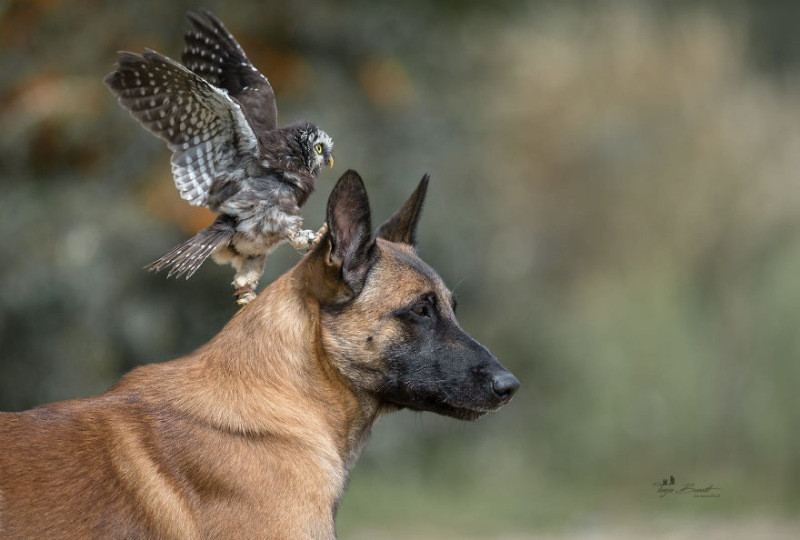 İngo isimli köpek ve can dostu Poldi - Resim: 11