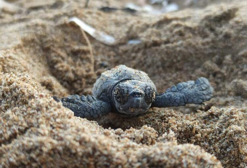 Su sıcaklığı 1 derece düştü, Belek'te caretta caretta yuvaları yüzde 61 azaldı - Resim: 3