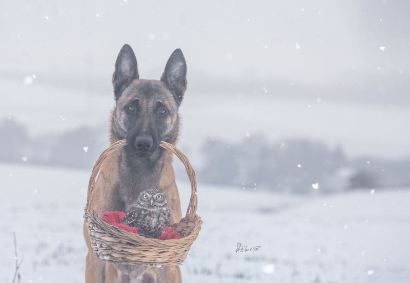 İngo isimli köpek ve can dostu Poldi - Resim: 1