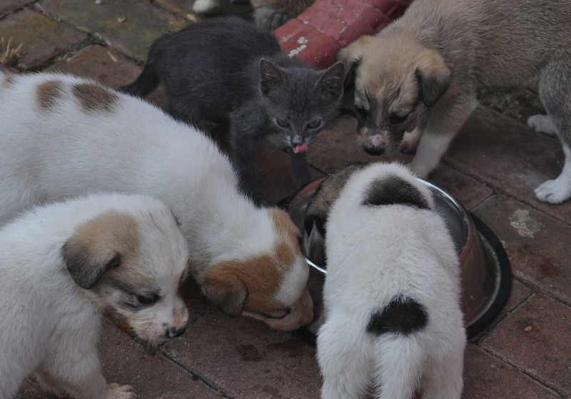 Anne köpek, yavru kedinin süt annesi oldu - Resim: 4