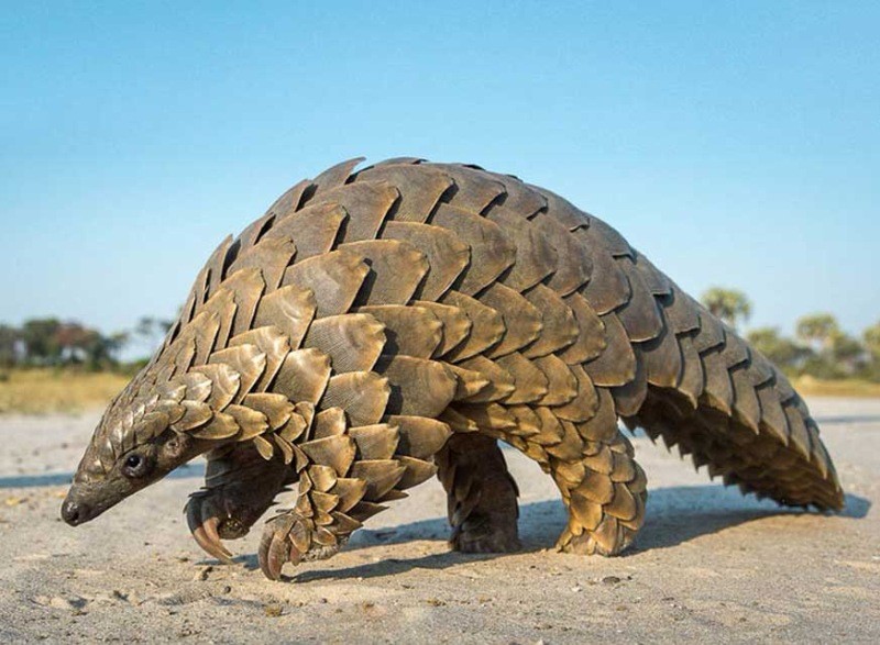 En çok yasa dışı ticareti yapılan hayvan: Pangolin - Resim: 4