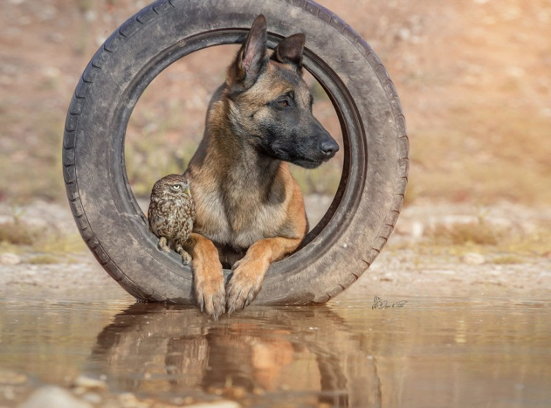 İngo isimli köpek ve can dostu Poldi - Resim: 23