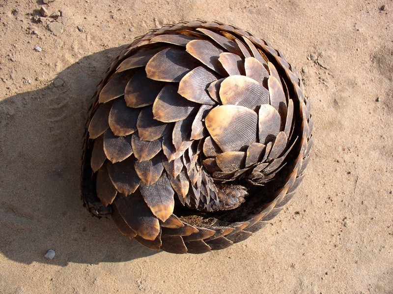 En çok yasa dışı ticareti yapılan hayvan: Pangolin - Resim: 6