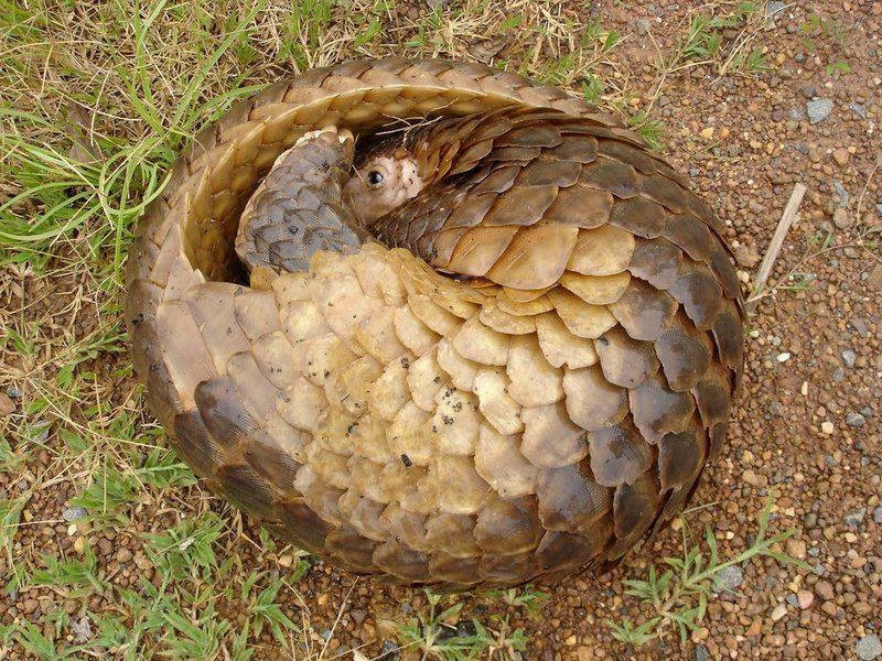 En çok yasa dışı ticareti yapılan hayvan: Pangolin - Resim: 7