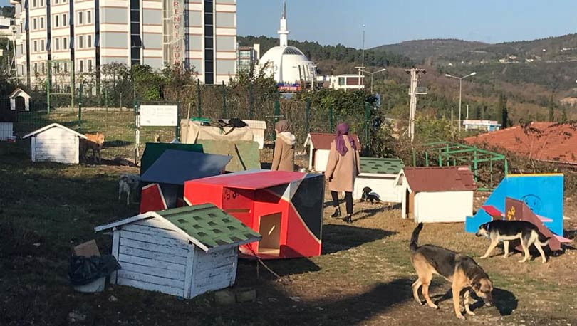 Üniversiteliler, sokak hayvanları için kulübeler yaptı - Resim : 1