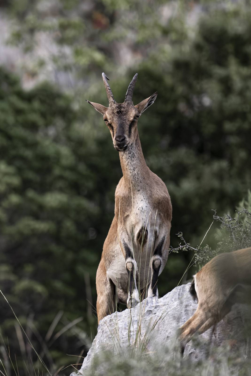 Koruma altındaki yaban keçileri Toros dağlarında görüntülendi - Resim: 43